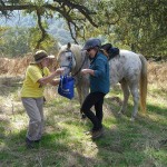 Gold Coast Arabian Trail Ride at Calero Park