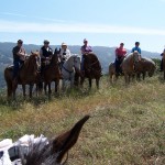 Gold Coast Arabian Trail Ride at Mendoza Ranch