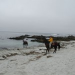 Gold Coast Arabian Trial Ride at Pebble Beach