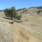 Gold Coast Arabian Trail Ride at Harvey Bear