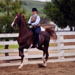 Competitor in a Gold Coast Arabian Schooling Show