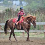 Competitor in a Gold Coast Arabian Schooling Show